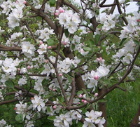 Appelbloesems. Bron: Wikipedia