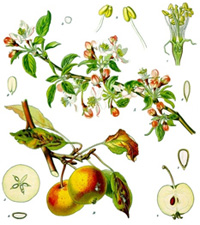 Schematische weergave van een appelboom en zijn vruchten. Bron: Wikipedia