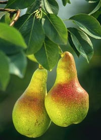 Twee peren aan een tak. Bron: Wikipedia
