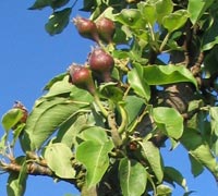 Foto van jonge peren die rechtop aan de tak hangen. Bron: Wikipedia